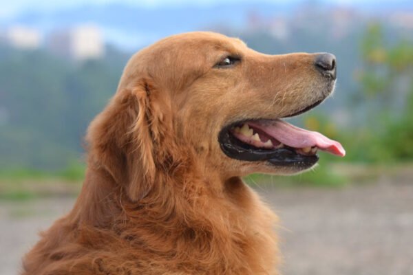 golden retriever feeding chart by age